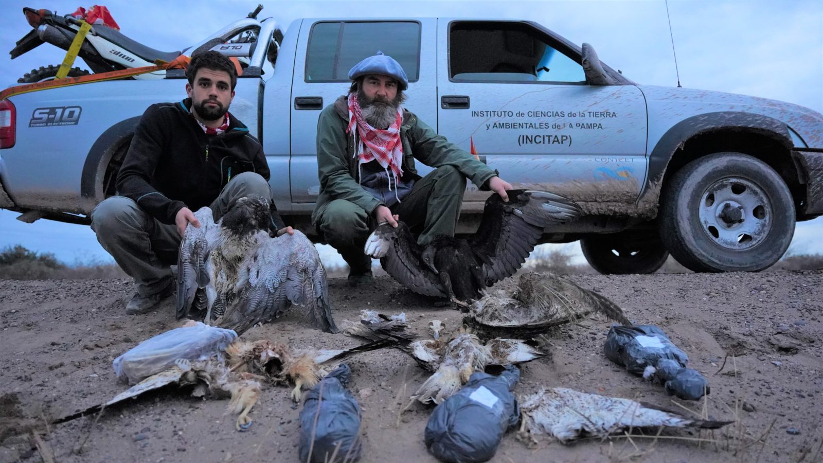 Investigadores del Centro para el Estudio y Conservación de las Aves Rapaces en Argentina (CECARA) de las Universidad Nacional de La Pampa han registrado nuevos incidentes de electrocuciones masivas de aves en el oeste de esa provincia