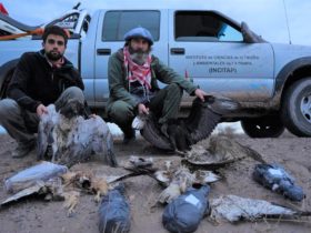 Investigadores del Centro para el Estudio y Conservación de las Aves Rapaces en Argentina (CECARA) de las Universidad Nacional de La Pampa han registrado nuevos incidentes de electrocuciones masivas de aves en el oeste de esa provincia