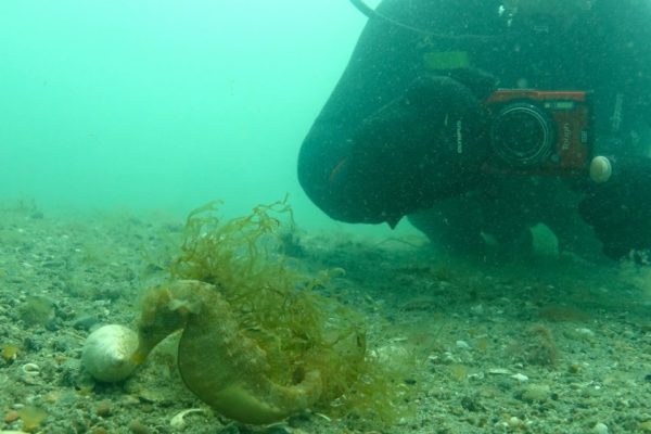 Caballito de Mar patagónico