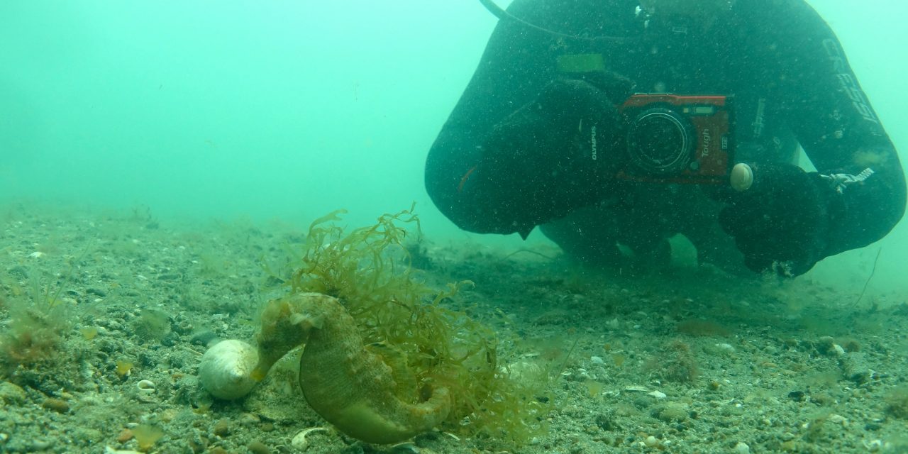 Caballito de Mar patagónico