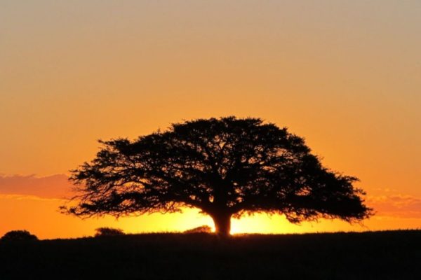 Último viernes Día Provincial del Árbol