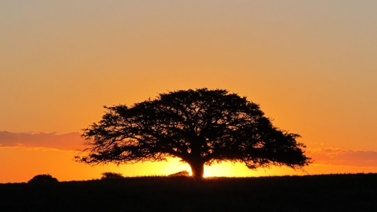 Último viernes Día Provincial del Árbol