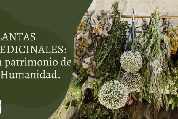 Día Nacional de las Plantas Medicinales