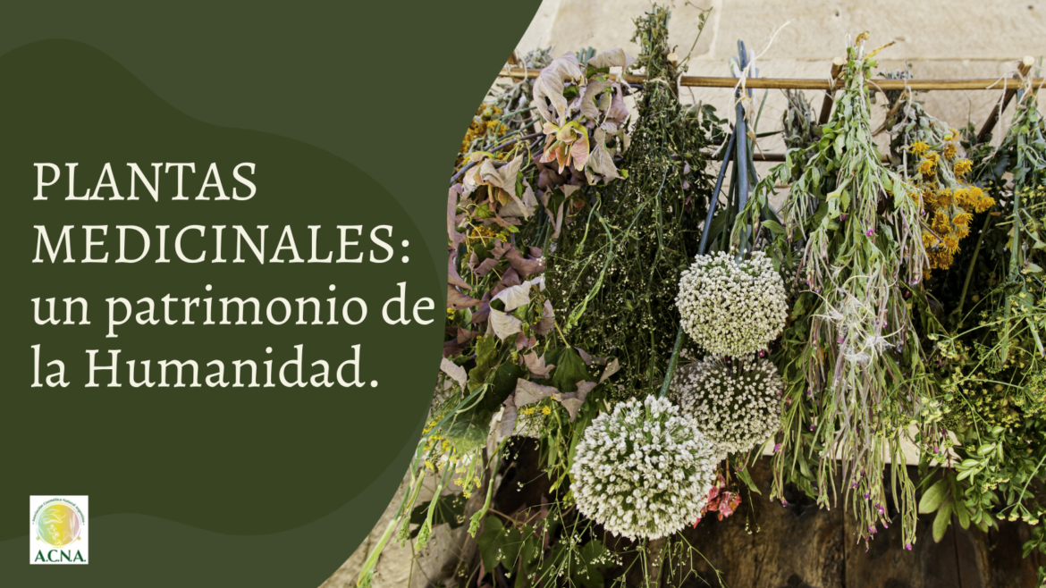 Día Nacional de las Plantas Medicinales