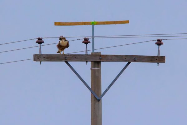 Un aguilucho común posado en cruceta de tendido eléctrico donde la APE estableció, como medida de mitigación, un posadero para evitar que así lo hagan.