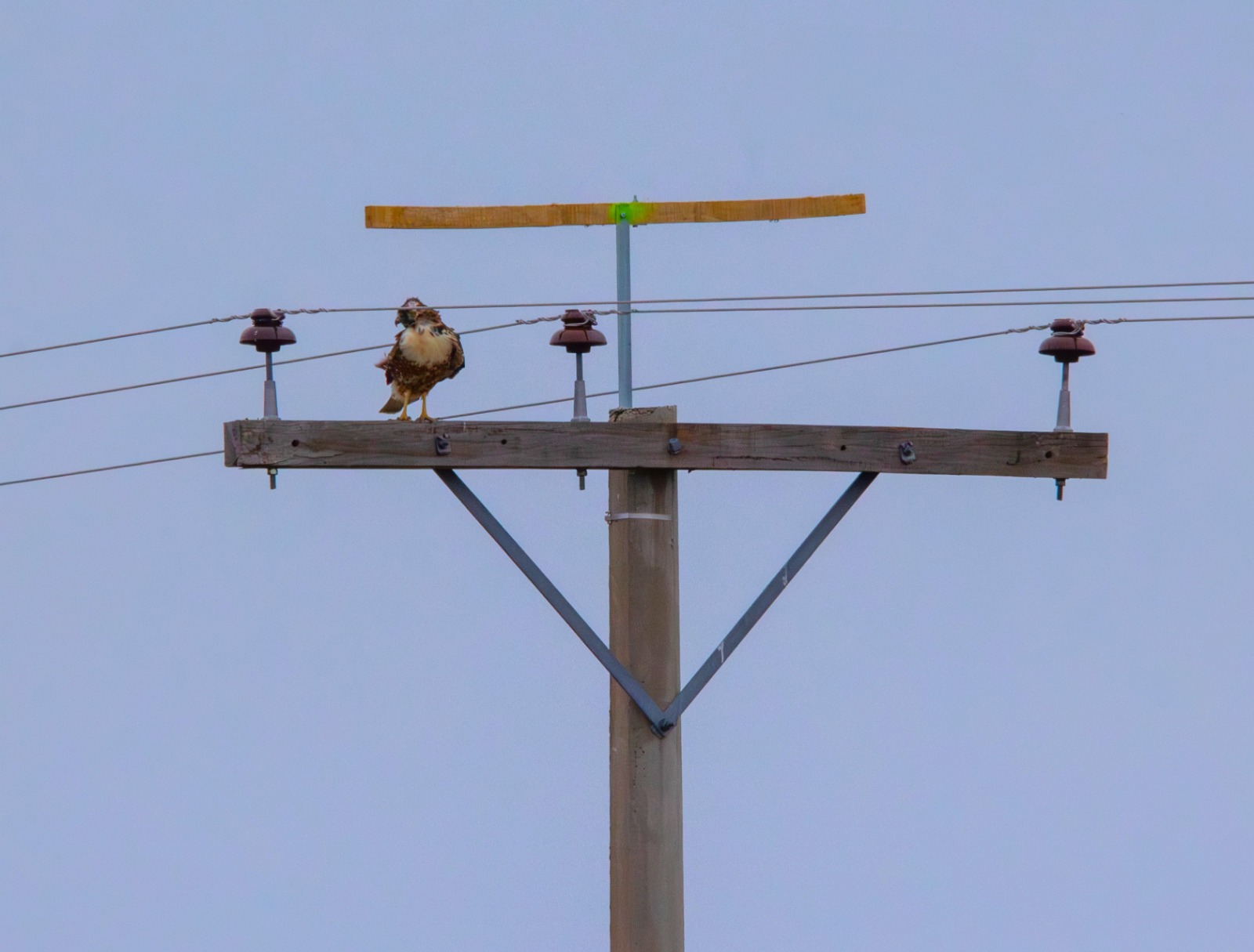 Un aguilucho común posado en cruceta de tendido eléctrico donde la APE estableció, como medida de mitigación, un posadero para evitar que así lo hagan.