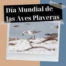 6 de septiembre – Día Internacional de las Aves Playeras