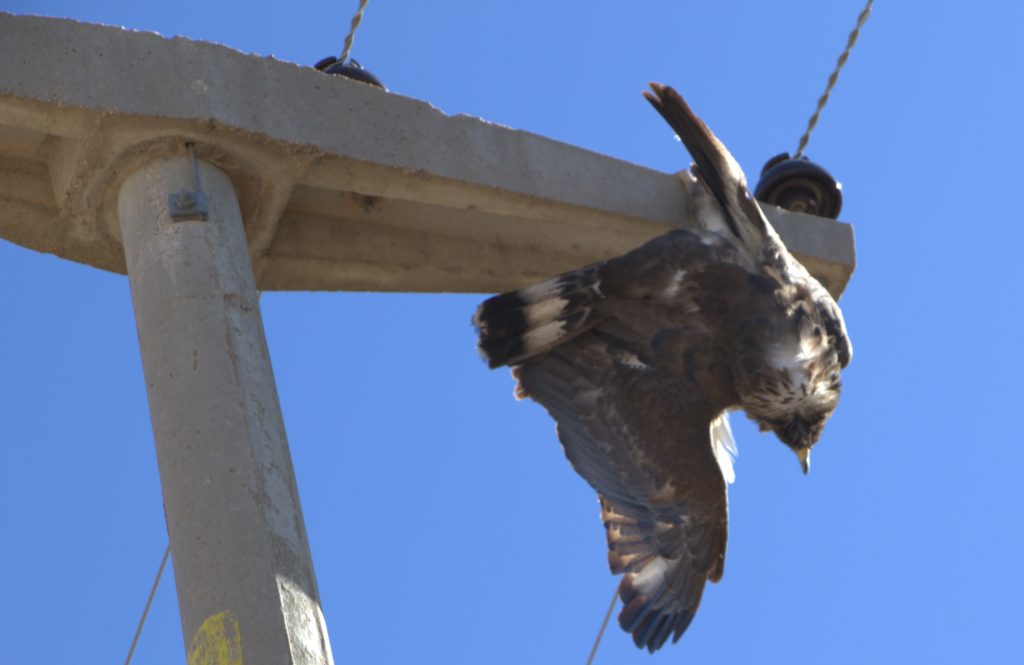 Águila coronada muere electrocutada en La Pampa