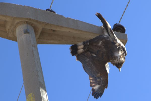 Águila coronada muere electrocutada en La Pampa